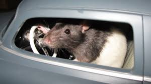 Rats in Cars and Other Problems When Your Car Sits Idle